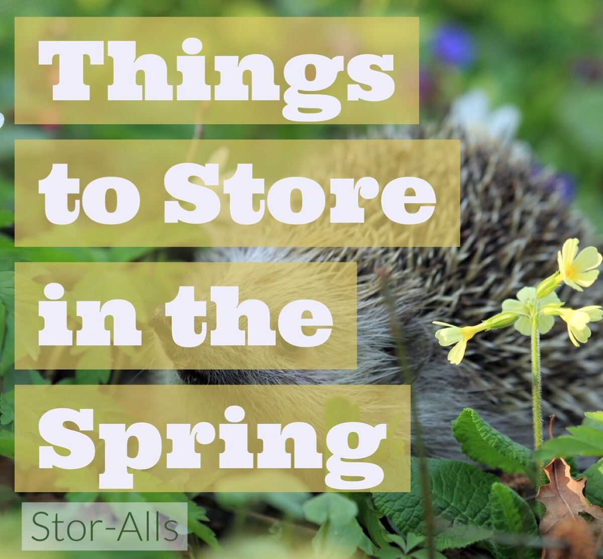 Things to Store in the Spring